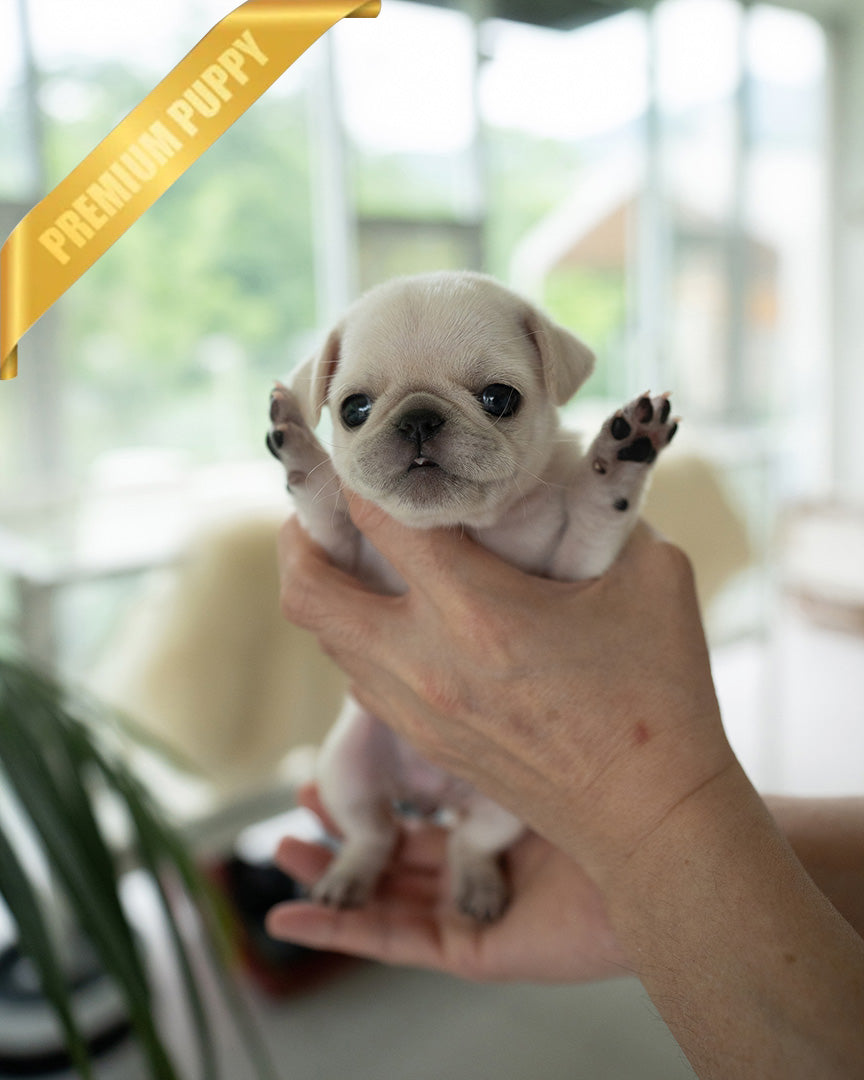 WRINKLES - FEMALE (PURCHASED by CHEN) - ROLLY TEACUP PUPPIES - TEACUP PUPPY FOR SALE