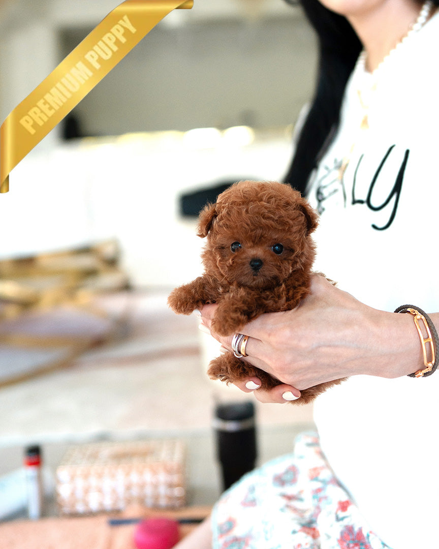 AGATHA - FEMALE (PURCHASED by DILL) - ROLLYPUPS OFFICIAL