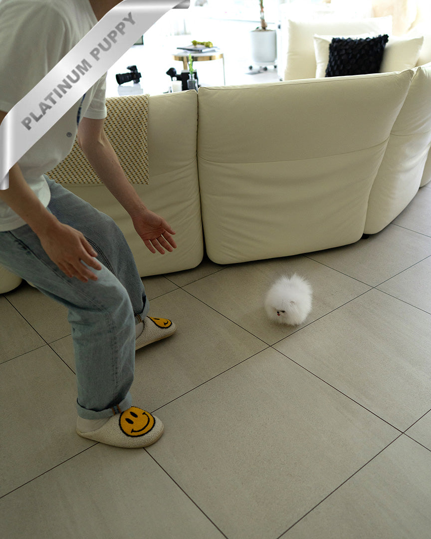 MOCHI - FEMALE (PURCHASED by LILLIANE) - ROLLY TEACUP PUPPIES - TEACUP PUPPY FOR SALE