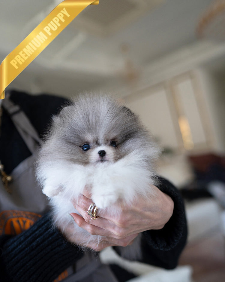 ASPEN - MALE (PURCHASED by YELLI) - ROLLY TEACUP PUPPIES - TEACUP PUPPY FOR SALE