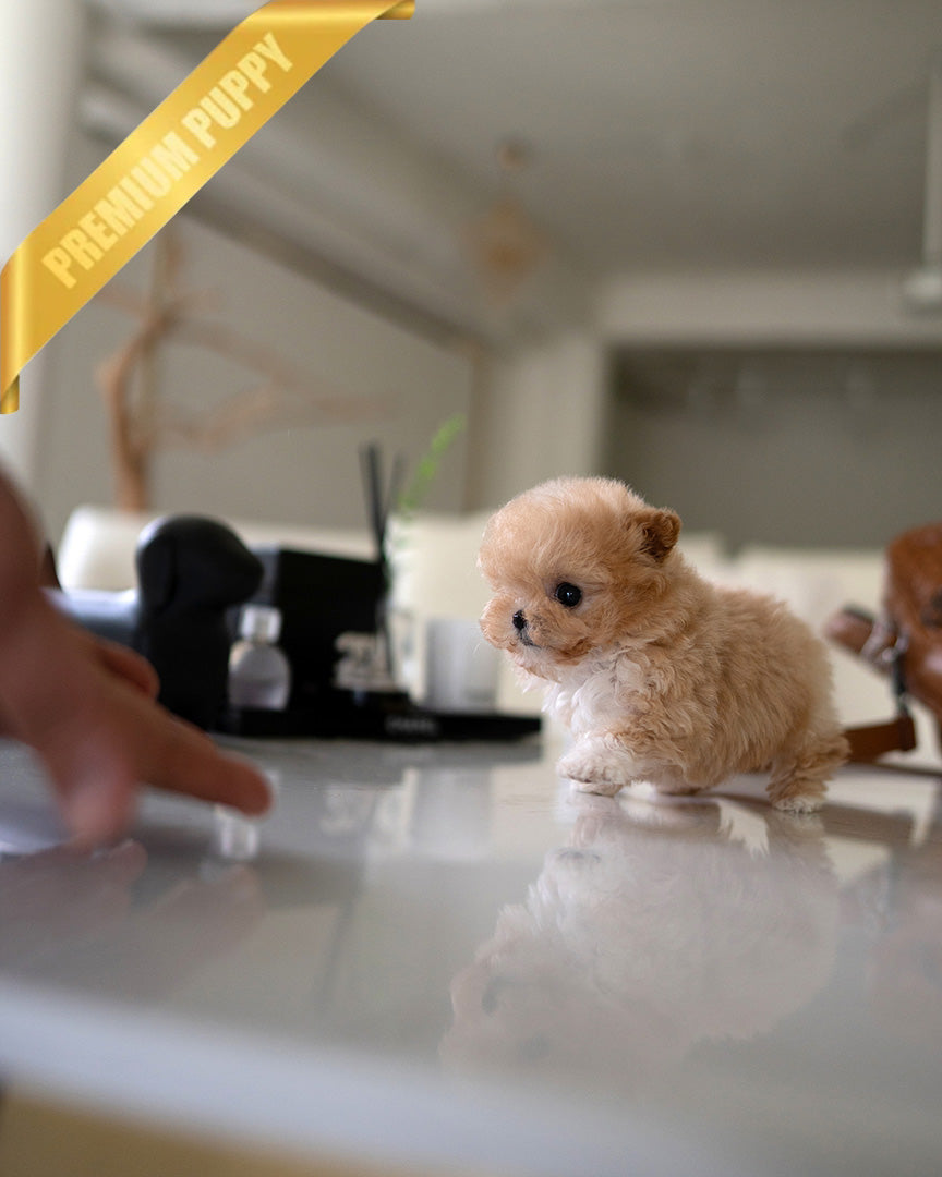 GIGI - FEMALE (PURCHASED by HANAN) - ROLLY TEACUP PUPPIES - TEACUP PUPPY FOR SALE