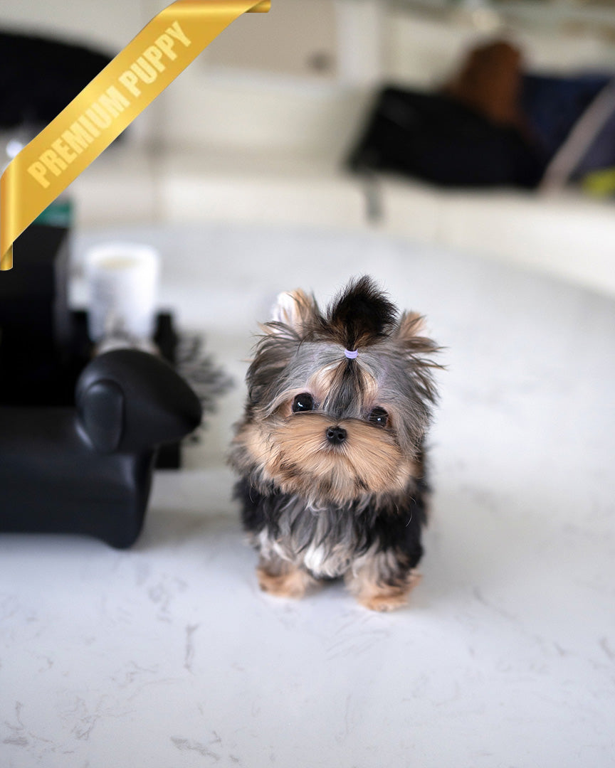 HENRY - MALE (PURCHASED by LEE) - ROLLY TEACUP PUPPIES - TEACUP PUPPY FOR SALE