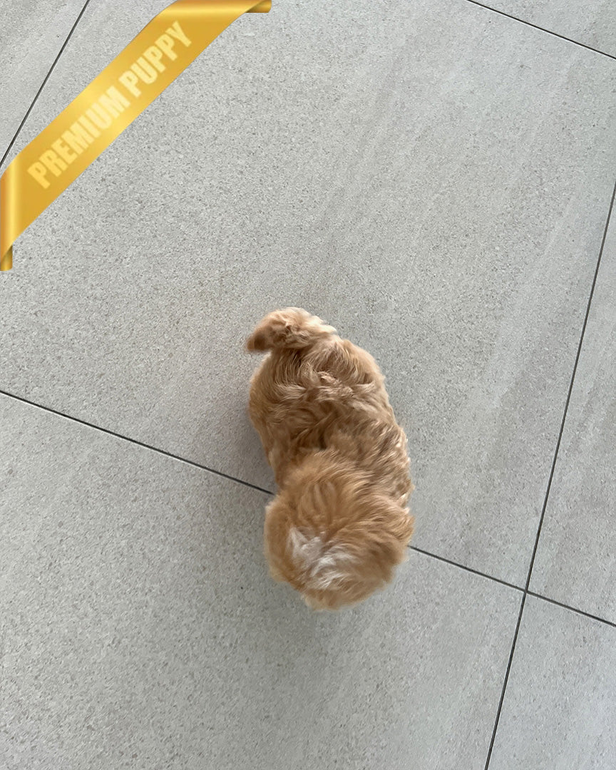 MYLES - MALE (PURCHASED by ROMAN) - ROLLY TEACUP PUPPIES - TEACUP PUPPY FOR SALE