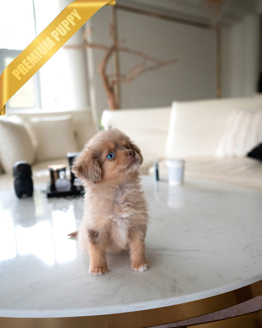 DEXTER - MALE (PURCHASED by GARRICK) - ROLLY TEACUP PUPPIES - TEACUP PUPPY FOR SALE