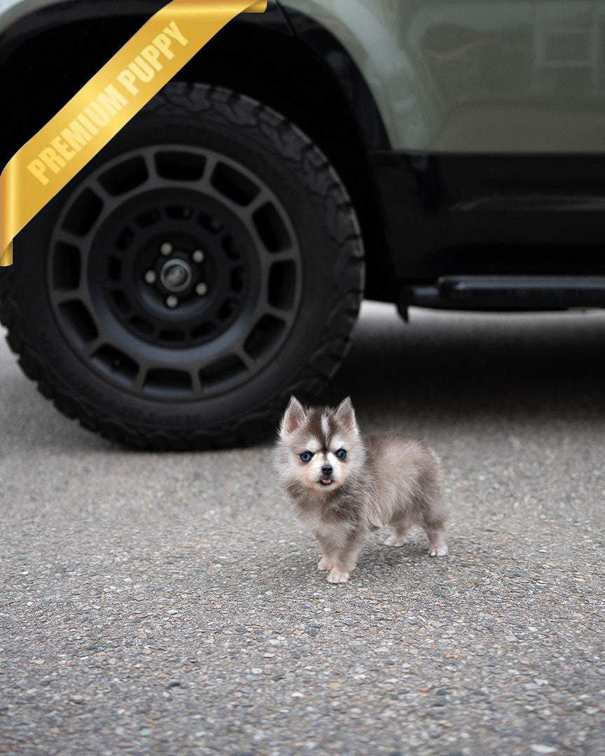 MILO - MALE (PURCHASED by MATT) - ROLLY TEACUP PUPPIES - TEACUP PUPPY FOR SALE