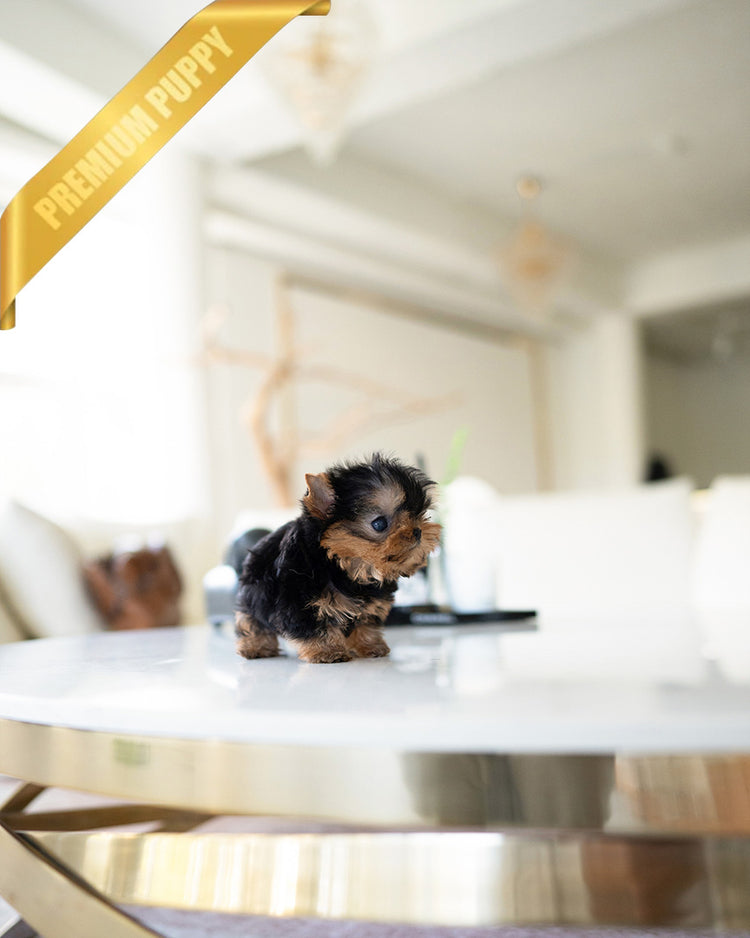 LILY - FEMALE (PURCHASED by ALEJANDRO) - ROLLYPUPS OFFICIAL