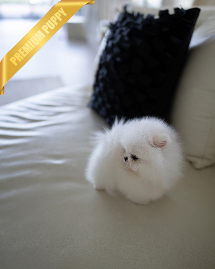 SNOWY - MALE (RESERVED by ISAAC) - ROLLY TEACUP PUPPIES - TEACUP PUPPY FOR SALE