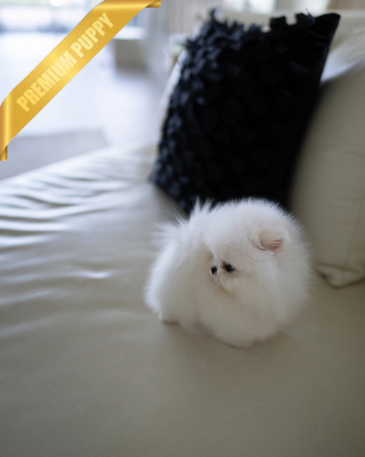 SNOWY - MALE (RESERVED by ISAAC) - ROLLY TEACUP PUPPIES - TEACUP PUPPY FOR SALE