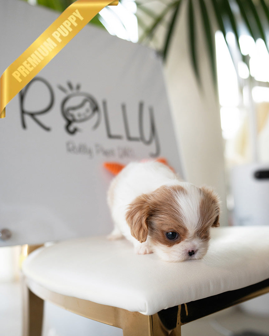 ARTHUR - MALE (PURCHASED by JULIE) - ROLLY TEACUP PUPPIES - TEACUP PUPPY FOR SALE