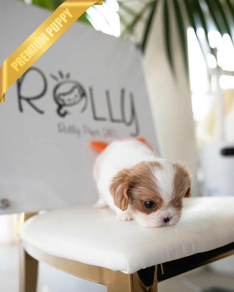 ARTHUR - MALE (PURCHASED by JULIE) - ROLLY TEACUP PUPPIES - TEACUP PUPPY FOR SALE