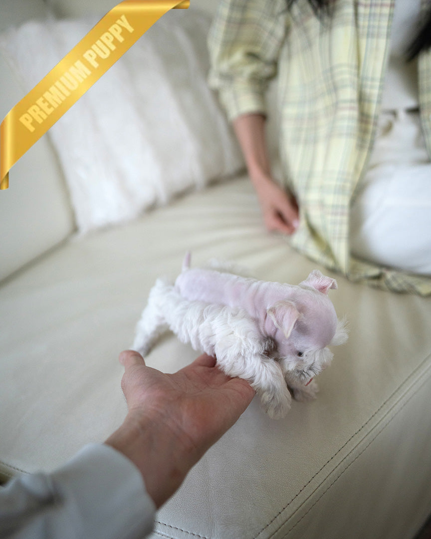 NOVA - FEMALE (RESERVED by NOUF) - ROLLYPUPS OFFICIAL -