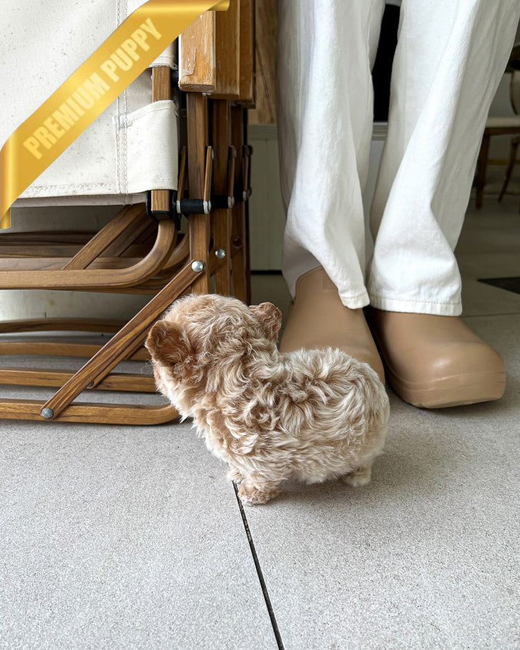 EWAN - MALE (RESERVED by SHALMOR) - ROLLY TEACUP PUPPIES - TEACUP PUPPY FOR SALE