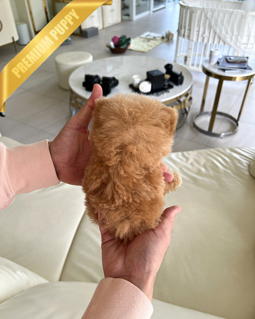 GINGER - MALE (RESERVED by DEANA)