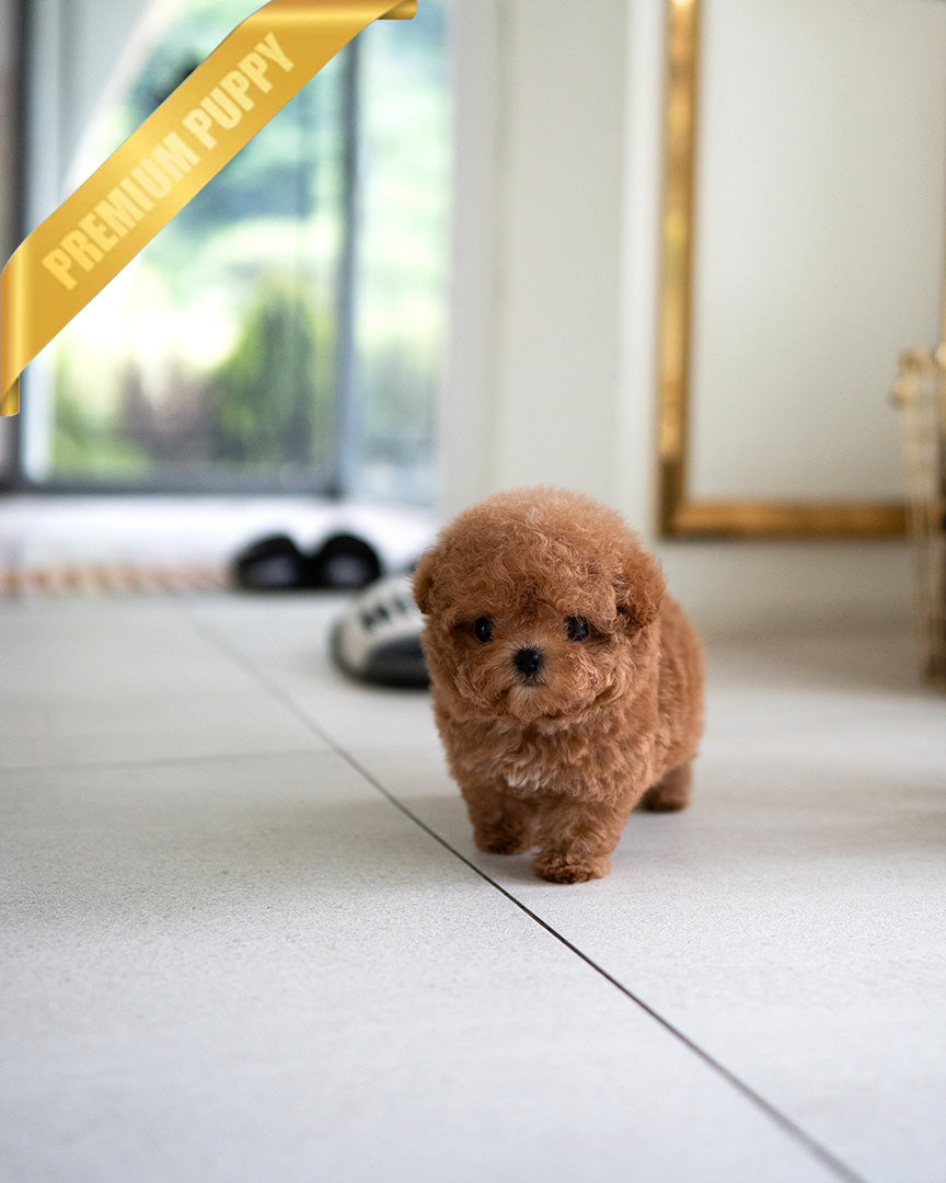 ISABELLA - FEMALE (PURCHASED by DEVIN) - ROLLY TEACUP PUPPIES - TEACUP PUPPY FOR SALE