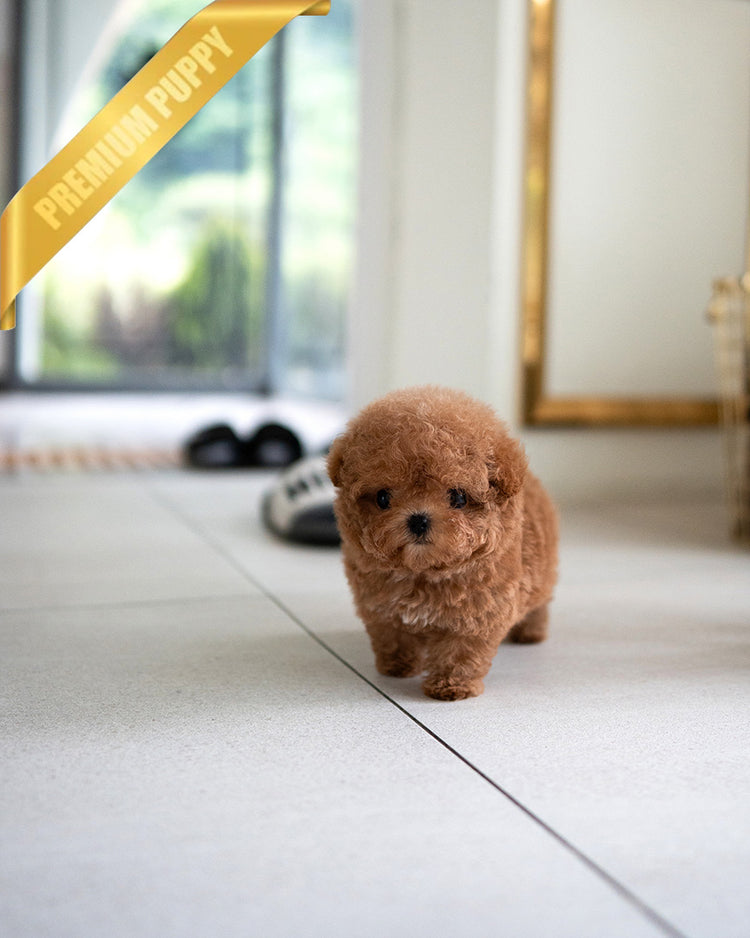 ISABELLA - FEMALE (PURCHASED by DEVIN) - ROLLY TEACUP PUPPIES - TEACUP PUPPY FOR SALE