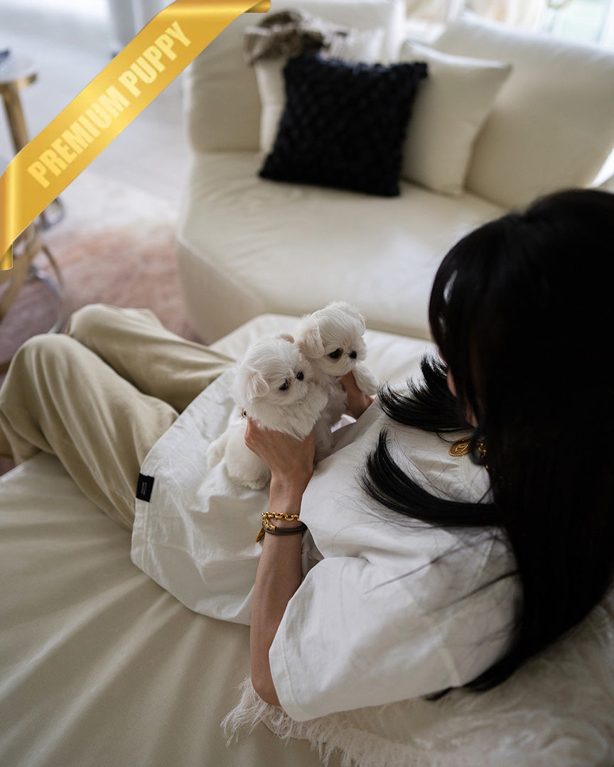 ARCHIE - MALE (PURCHASED by PATRICIA) - ROLLY TEACUP PUPPIES - TEACUP PUPPY FOR SALE