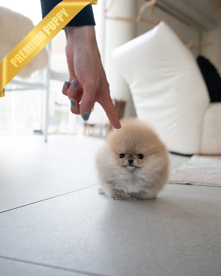 POMY - FEMALE (RESERVED by ERIKA) - ROLLY TEACUP PUPPIES - TEACUP PUPPY FOR SALE