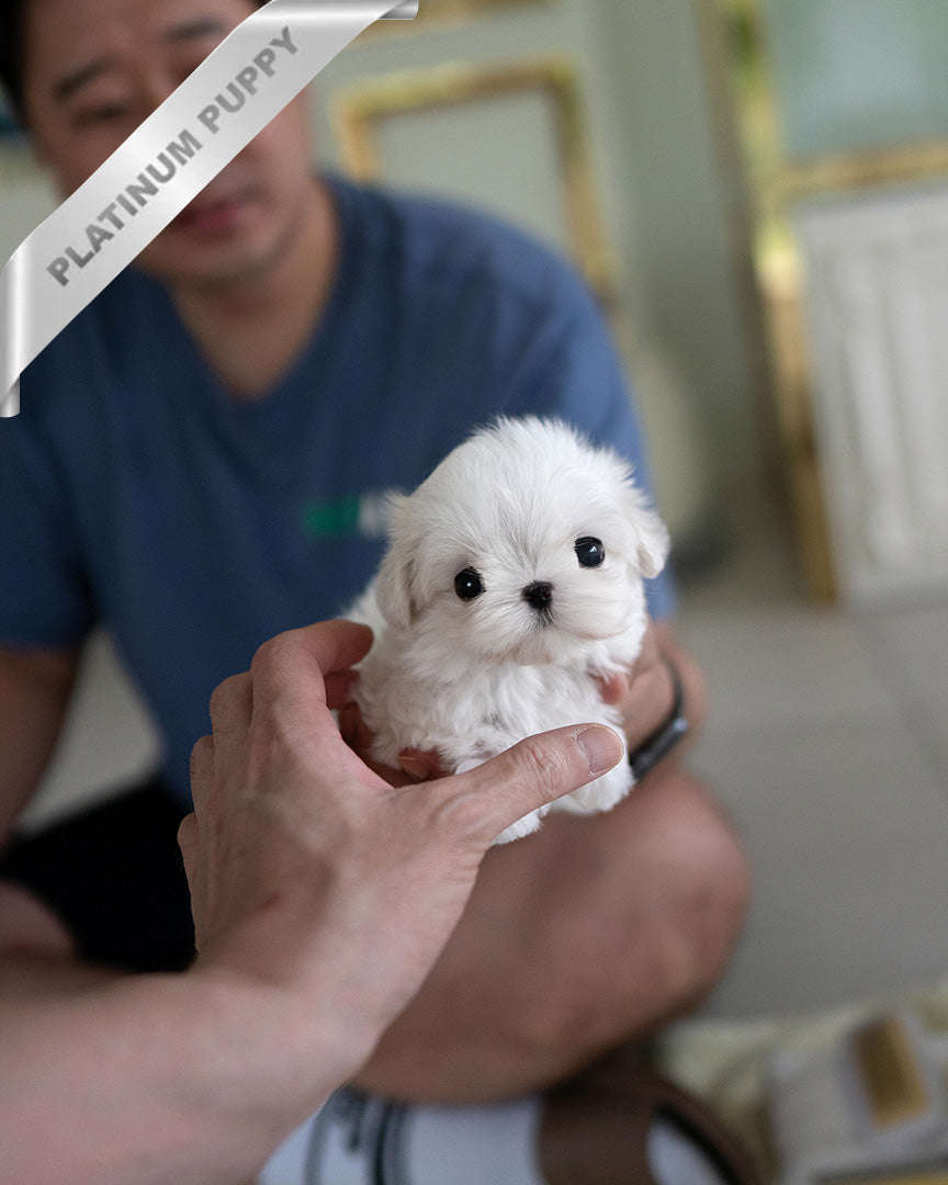 VALENTINA - FEMALE (PURCHASED by MARIANA) - ROLLY TEACUP PUPPIES - TEACUP PUPPY FOR SALE