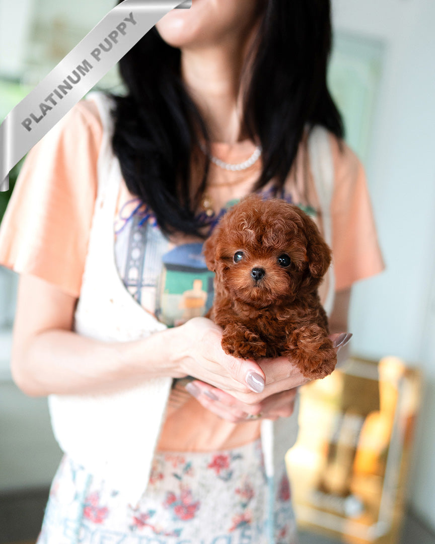 CINNAMON - FEMALE (PURCHASED by RUTHANN) - ROLLY TEACUP PUPPIES - TEACUP PUPPY FOR SALE