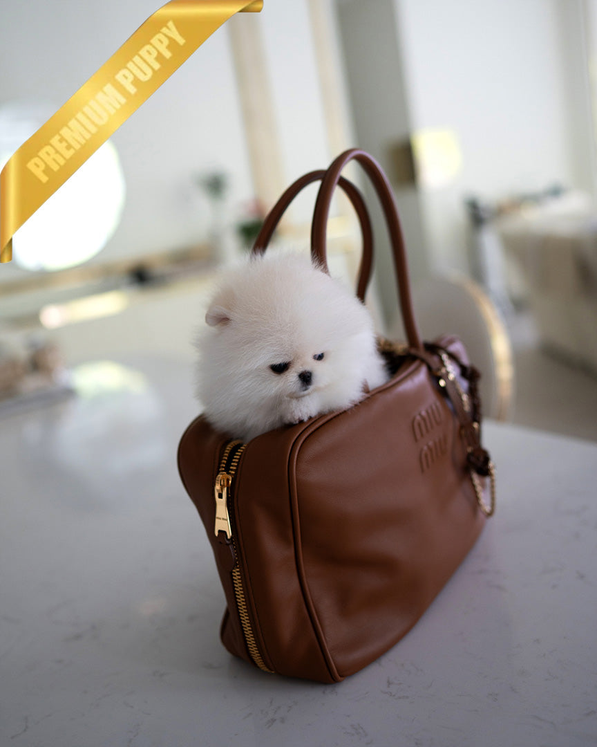 CLOUD - FEMALE (PURCHASED by CATHERINE) - ROLLY TEACUP PUPPIES - TEACUP PUPPY FOR SALE