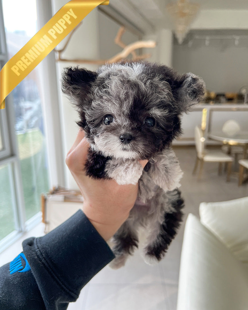 MELINA - FEMALE (PURCHASED by SHELBY) - ROLLY TEACUP PUPPIES - TEACUP PUPPY FOR SALE