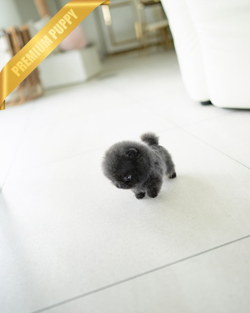 INDIGO  - MALE (PURCHASED by JENNY) - ROLLY TEACUP PUPPIES - TEACUP PUPPY FOR SALE