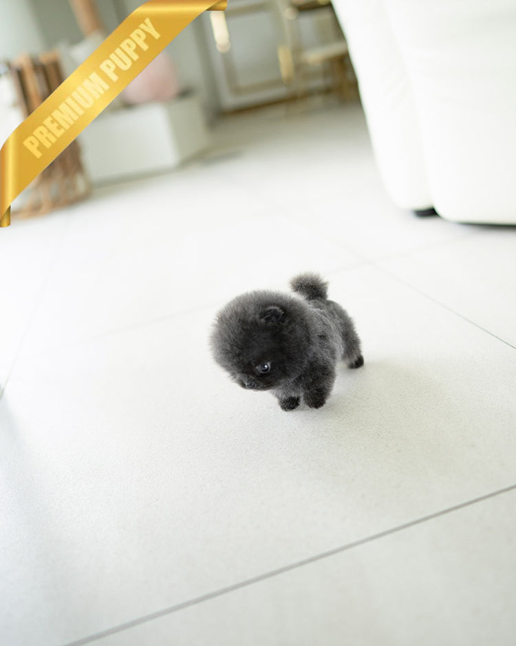 INDIGO  - MALE (PURCHASED by JENNY) - ROLLY TEACUP PUPPIES - TEACUP PUPPY FOR SALE