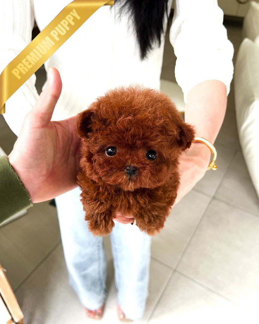 CINNAMON - FEMALE(RESERVED by LINZ) - ROLLY TEACUP PUPPIES - TEACUP PUPPY FOR SALE