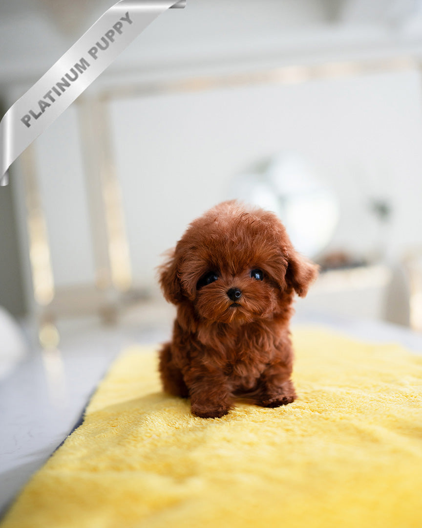 AMBER - FEMALE (RESERVED by  ARMINE)