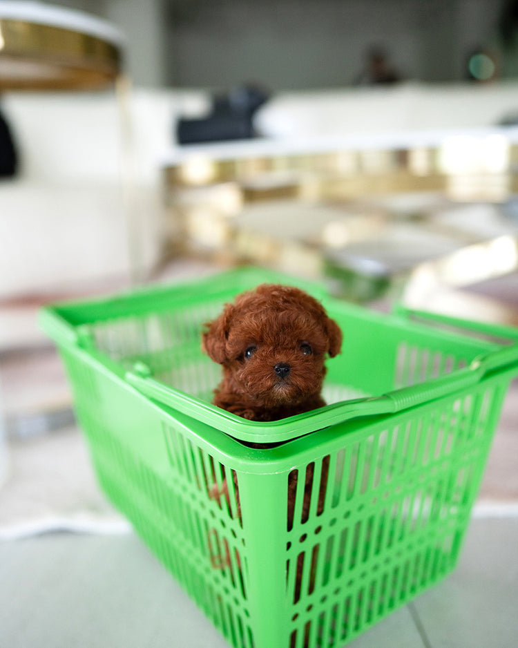 STELLA - FEMALE (RESERVED by JESSICA) - ROLLY TEACUP PUPPIES - TEACUP PUPPY FOR SALE
