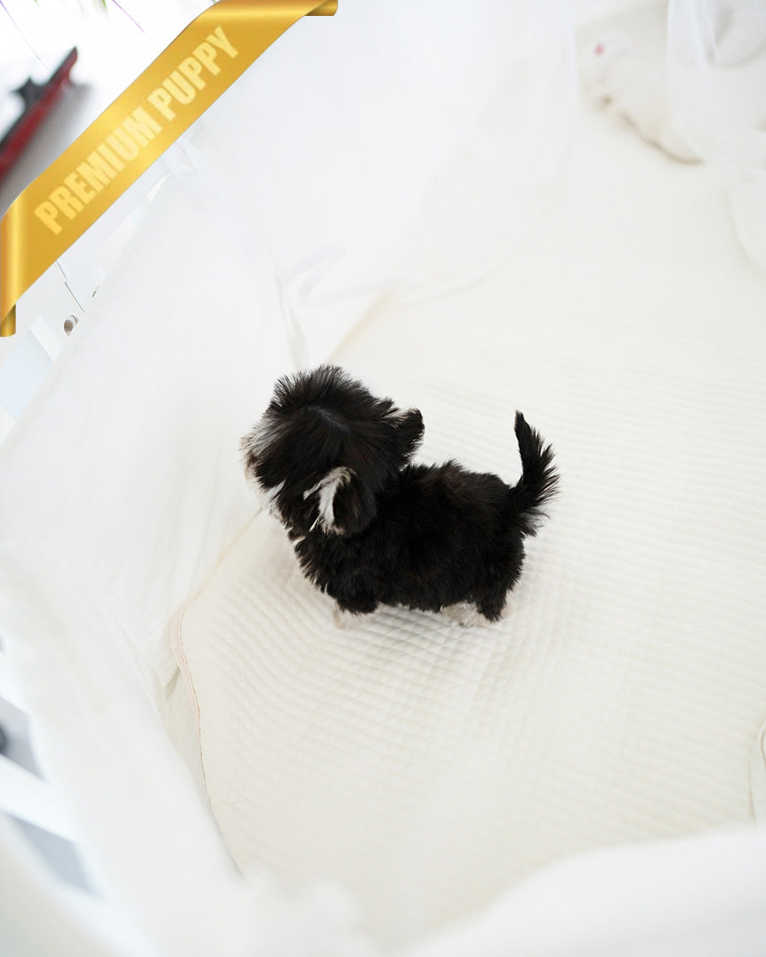 COLA - MALE - ROLLY TEACUP PUPPIES -