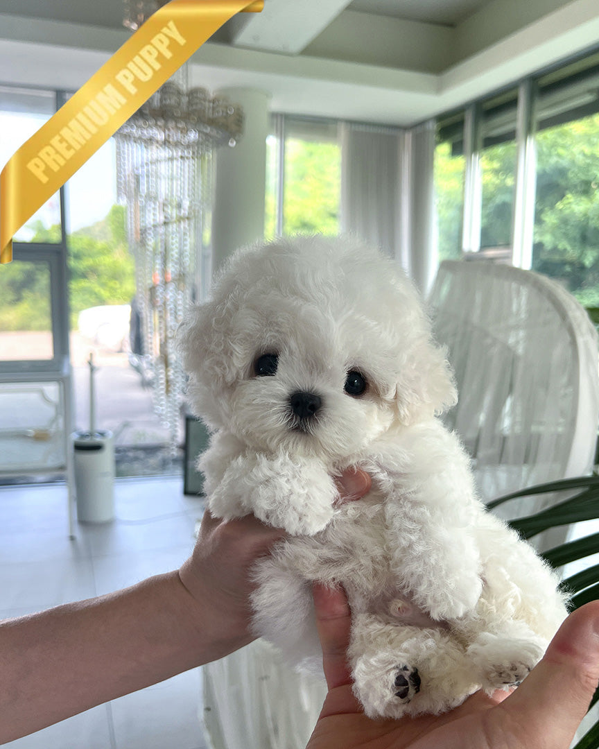 THEO - MALE (PURCHASED by JEFF) - ROLLY TEACUP PUPPIES - TEACUP PUPPY FOR SALE