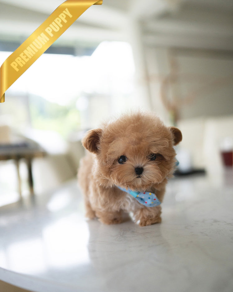 HUGO - MALE (RESERVED by GIMENA) - ROLLYPUPS OFFICIAL