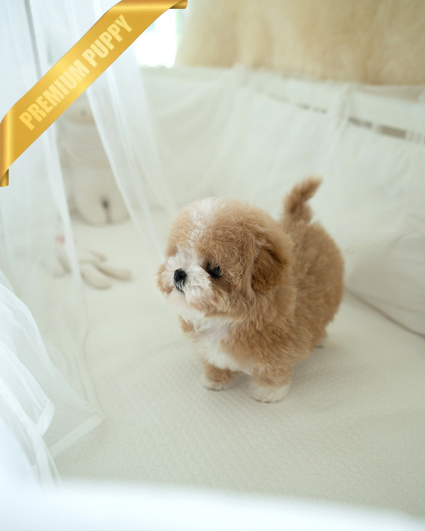 MARCO - MALE (PURCHASED by NAPAVILAI) - ROLLY TEACUP PUPPIES - TEACUP PUPPY FOR SALE