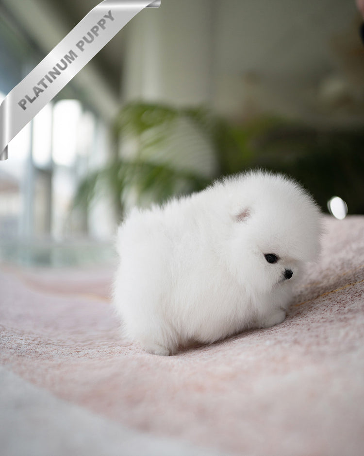 PUFFIN - FEMALE (PURCHASED by ANDREA) - ROLLY TEACUP PUPPIES - TEACUP PUPPY FOR SALE