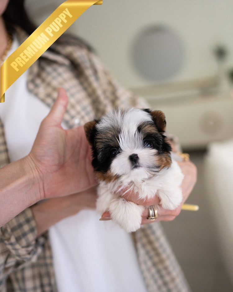 BAXTER - MALE (PURCHASED by CRISTINA) - ROLLY TEACUP PUPPIES - TEACUP PUPPY FOR SALE