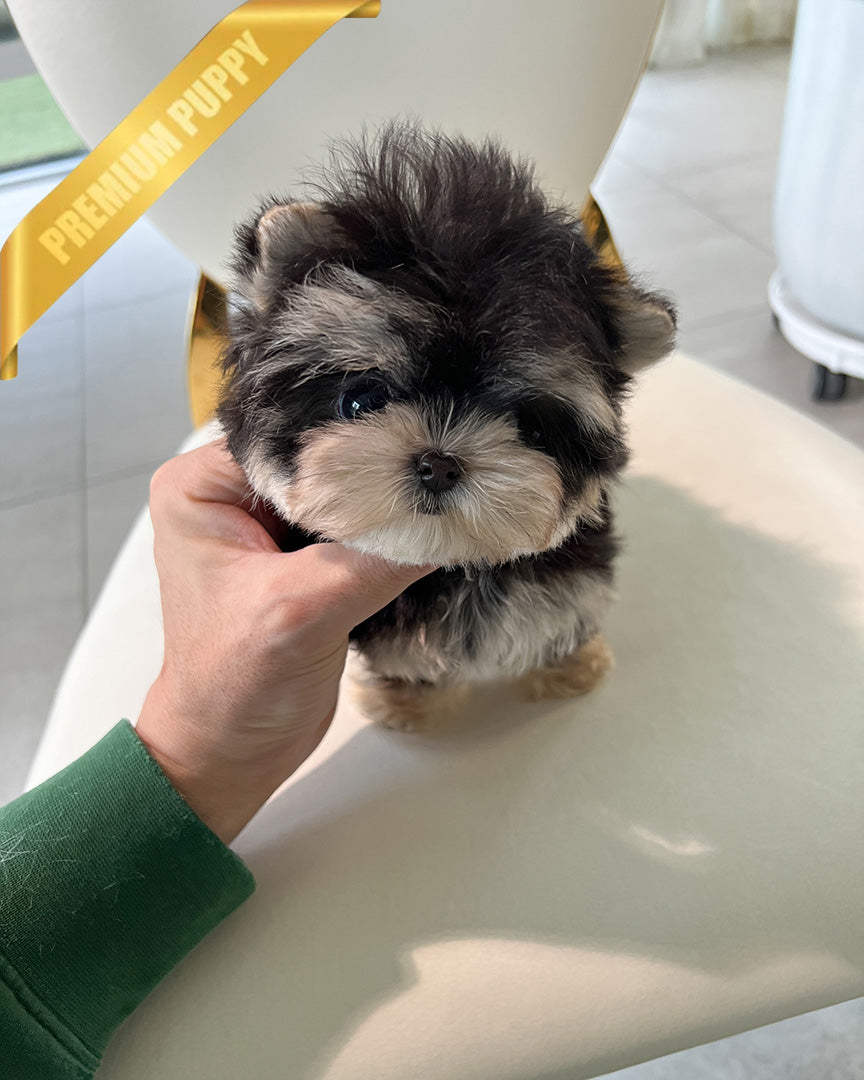 SASHA - FEMALE (RESERVED by ANONYMOUS) - ROLLY TEACUP PUPPIES