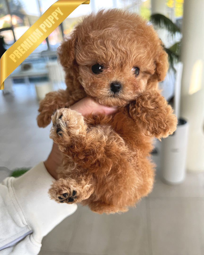 HENRI - MALE (PURCHASED by CHLOE) - ROLLYPUPS OFFICIAL