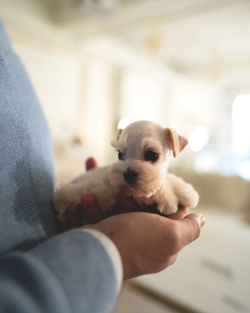 BIANCA - FEMALE (RESERVED by LOLA) - ROLLY TEACUP PUPPIES - TEACUP PUPPY FOR SALE