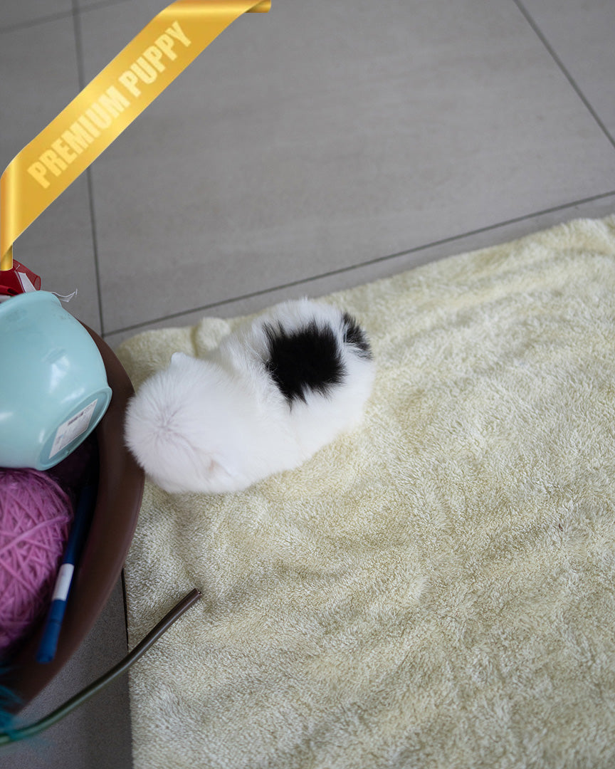 PUFF - FEMALE (PURCHASED by DYLAN) - ROLLY TEACUP PUPPIES - TEACUP PUPPY FOR SALE