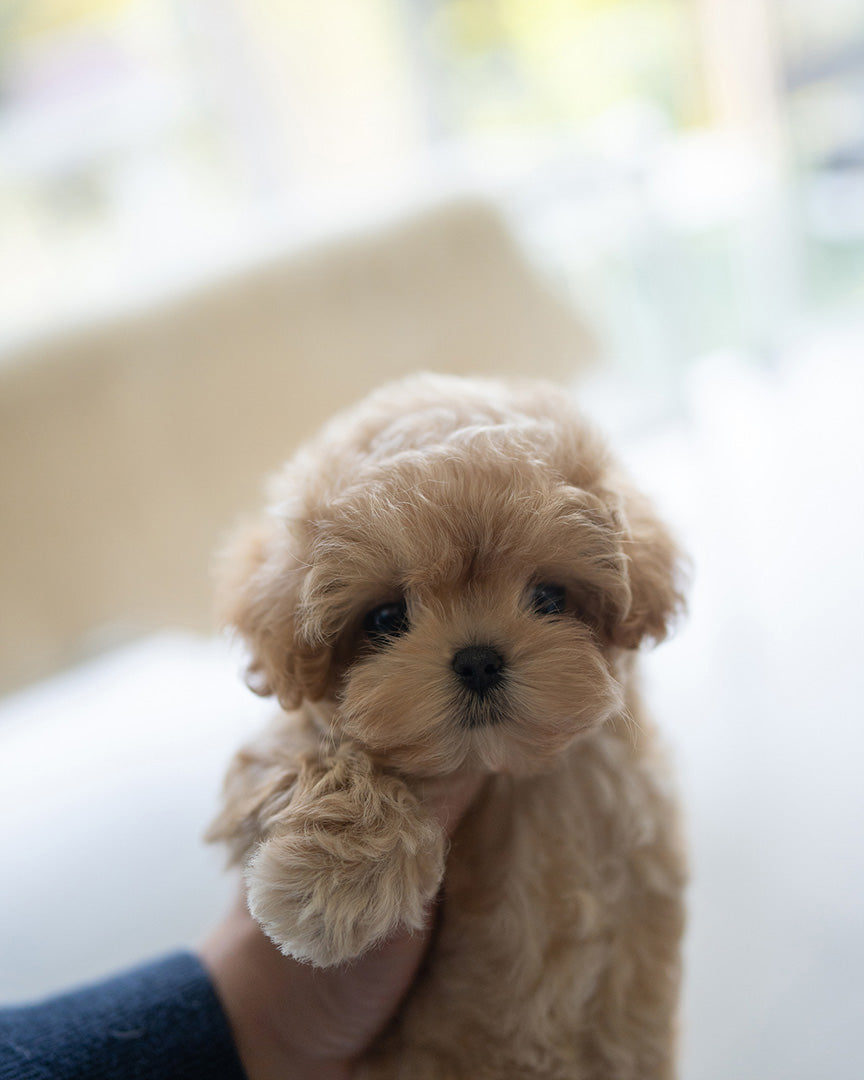 CAMILLE - FEMALE (PURCHASED by KAREN) - ROLLYPUPS OFFICIAL