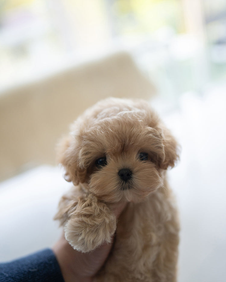 CAMILLE - FEMALE (PURCHASED by KAREN) - ROLLYPUPS OFFICIAL