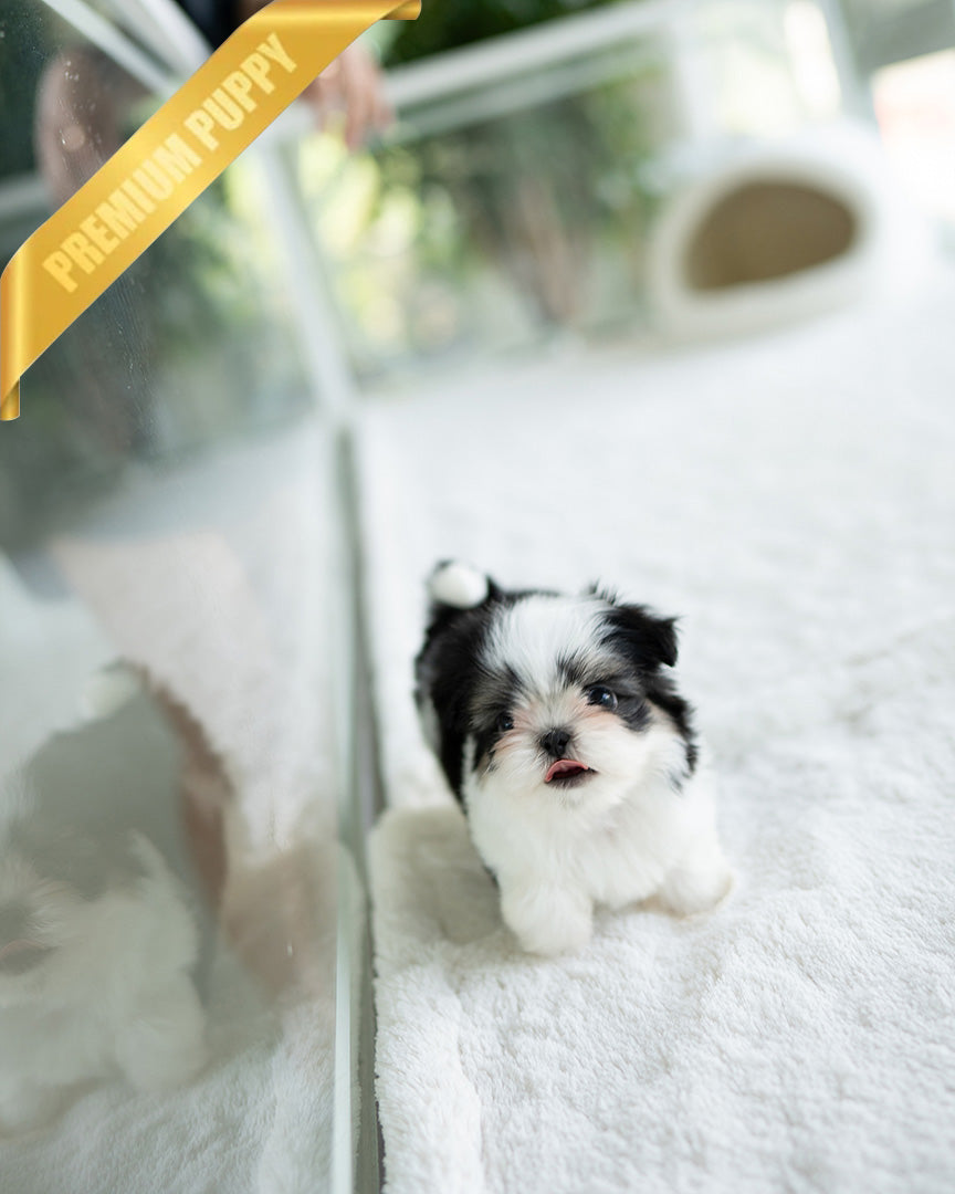 OREO - MALE - ROLLY TEACUP PUPPIES - TEACUP PUPPY FOR SALE