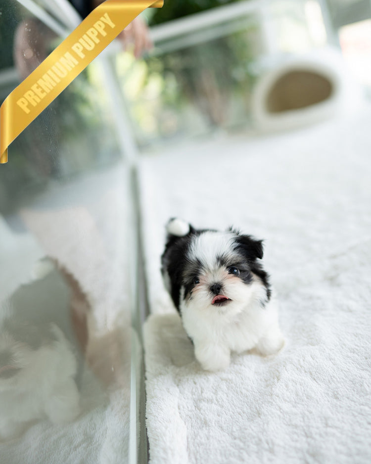 OREO - MALE - ROLLY TEACUP PUPPIES - TEACUP PUPPY FOR SALE