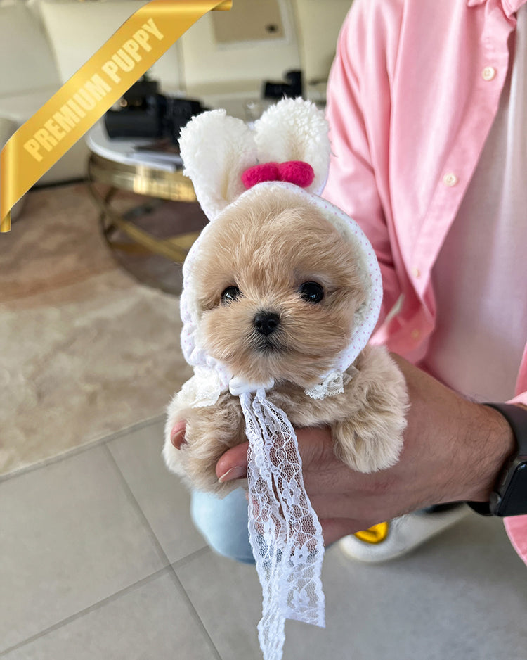 ZOEY - FEMALE - ROLLYPUPS OFFICIAL