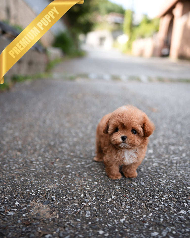 JESSICA - FEMALE (RESERVED by LOURDES) - ROLLY TEACUP PUPPIES - TEACUP PUPPY FOR SALE