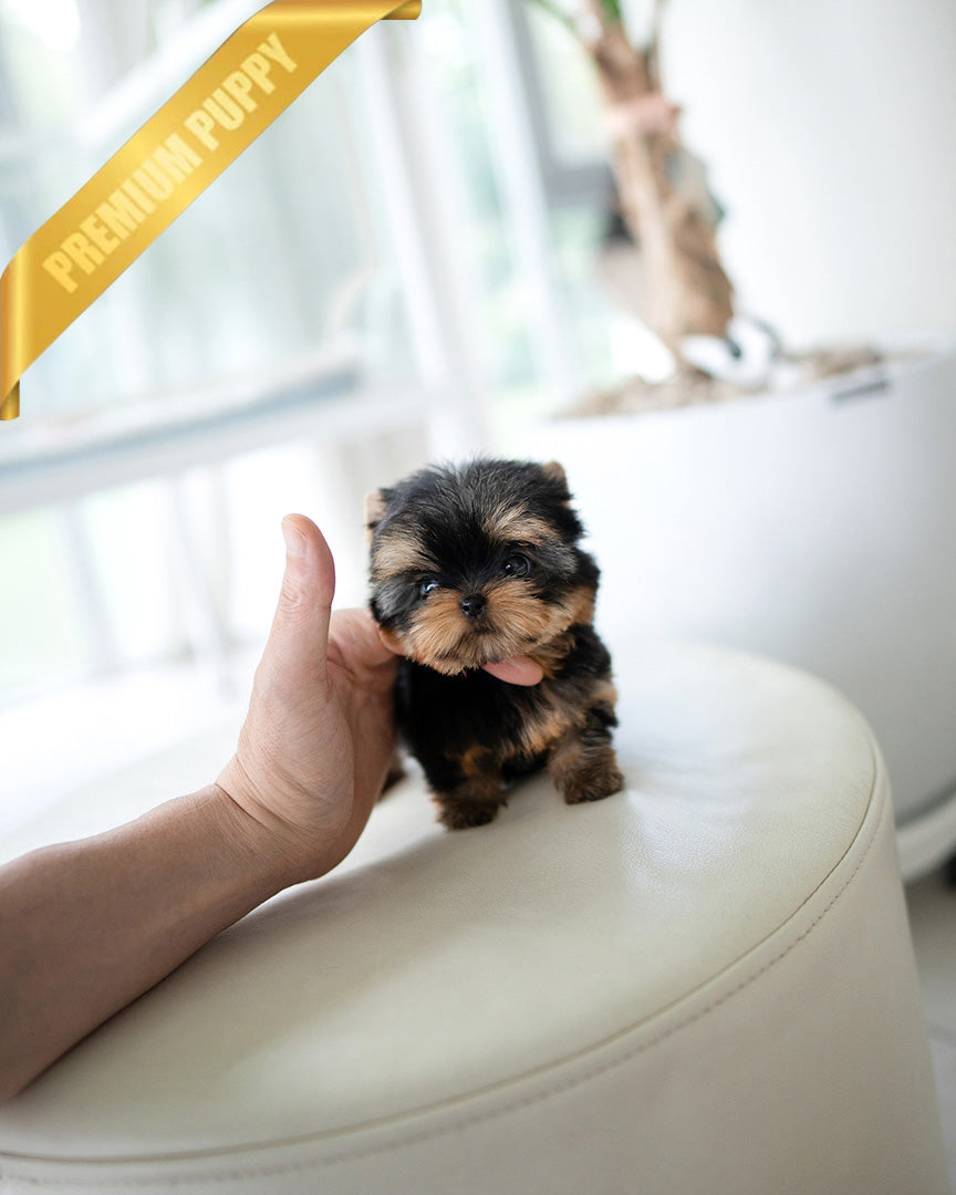 EMMA - FEMALE(PURCHASED by VINCENT) - ROLLY TEACUP PUPPIES - TEACUP PUPPY FOR SALE
