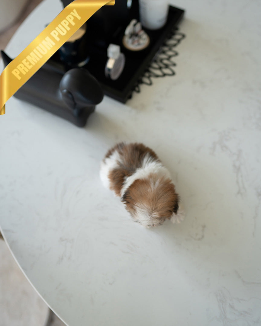 BENNY - MALE (PURCHASED by AKIRA) - ROLLY TEACUP PUPPIES - TEACUP PUPPY FOR SALE