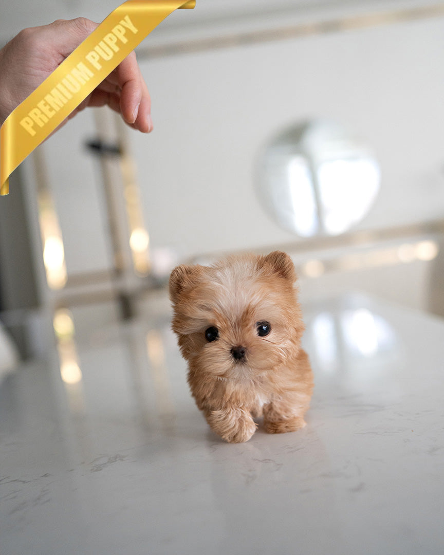 LOUIS - MALE (PURCHASED by SIBILLA) - ROLLY TEACUP PUPPIES - TEACUP PUPPY FOR SALE