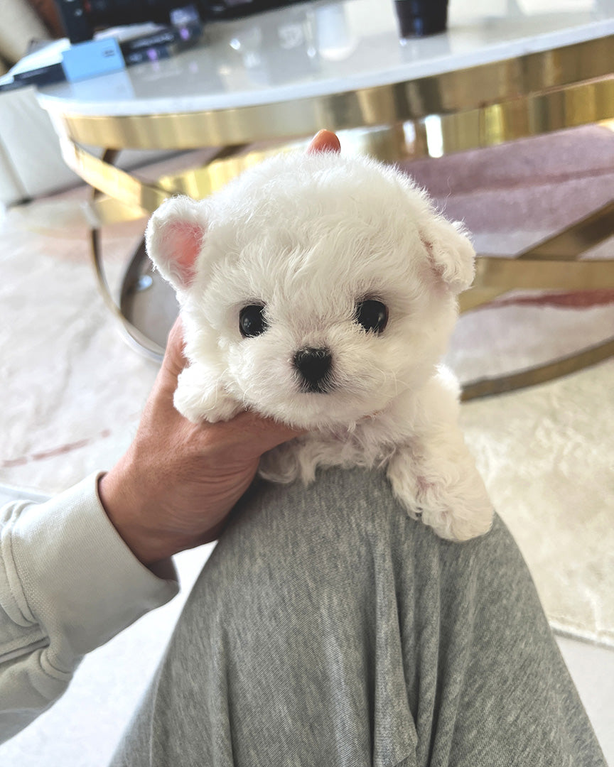 TOBY - MALE - ROLLYPUPS OFFICIAL